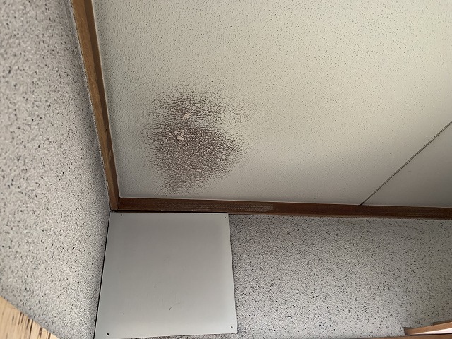 雨漏りによる天井シミ
